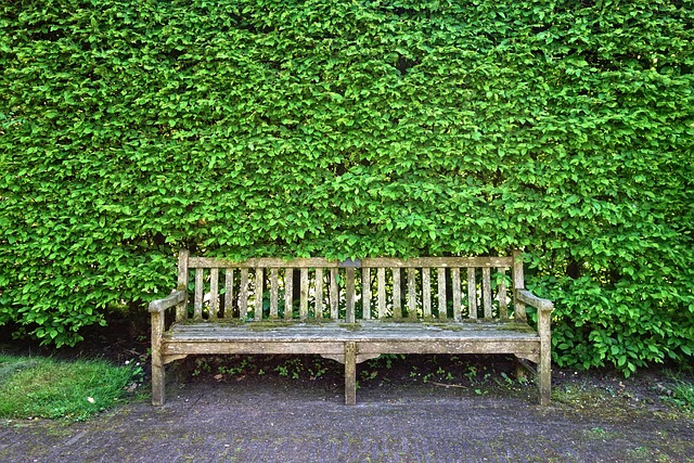 Żywopłot z roślin – naturalna ochrona i piękno w twoim ogrodzie